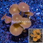 LiveAquaria® Cultured Protopalythoa Polyps  (click for more detail)