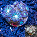 LiveAquaria® Purple and Green Blastomussa Coral (click for more detail)