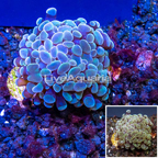 LiveAquaria® Cultured Hammer Coral (click for more detail)