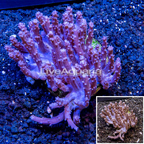 Tree Coral Indonesia (click for more detail)