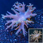 Sinularia Leather Coral Vietnam (click for more detail)