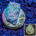 LiveAquaria® Cultured Favia Coral (click for more detail)