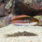 Bluehead Fairy Wrasse  (click for more detail)