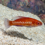 Longfin Fairy Wrasse (click for more detail)