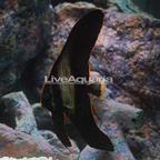 Pinnatus Batfish EXPERT ONLY (click for more detail)