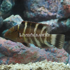 Red Breast Wrasse  (click for more detail)