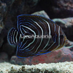 Koran Angelfish (click for more detail)