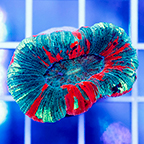 Open Brain Coral Indonesia (click for more detail)