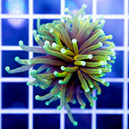 Torch Coral (click for more detail)