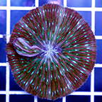 Short Tentacle Plate Coral (click for more detail)