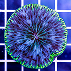 Short Tentacle Plate Coral (click for more detail)