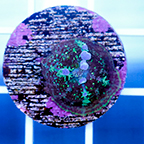 USA Cultured Rhodactis Bounce Mushroom Coral (click for more detail)