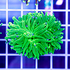 USA Cultured Torch Coral (click for more detail)