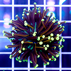 USA Cultured Torch Coral (click for more detail)