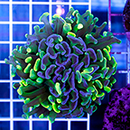 USA Cultured Branching Hammer Coral (click for more detail)