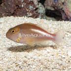 Arc-eye Hawkfish (click for more detail)