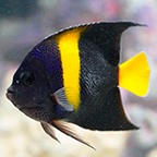 Asfur Angelfish (click for more detail)