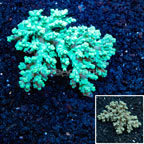 Bottle Brush Acropora Coral Australia (click for more detail)