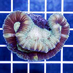 Open Brain Coral (click for more detail)