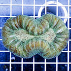Open Brain Coral (click for more detail)