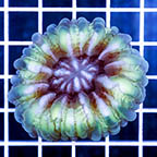 Cynarina Button Coral (click for more detail)