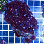 Zoanthus Coral (click for more detail)