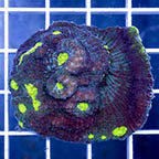 Chalice Coral (click for more detail)