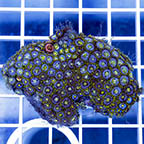 Zoanthus Coral (click for more detail)