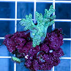 Sinularia Finger Leather Coral (click for more detail)