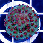 USA Cultured Cyphastrea Frag (click for more detail)