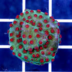 USA Cultured Cyphastrea Frag (click for more detail)