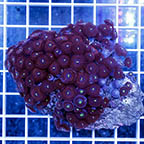 Zoanthus Polyps Coral   (click for more detail)