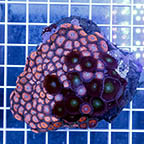 Zoanthus Polyps Coral (click for more detail)