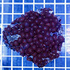 Red People Eater Zoanthus (click for more detail)