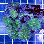 Green Hairy Mushroom Coral (click for more detail)