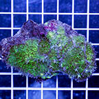 Hairy Mushroom Coral (click for more detail)