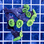 Candy Cane Coral (click for more detail)