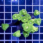 Candy Cane Coral (click for more detail)