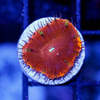 USA Cultured Blastomussa Coral (click for more detail)