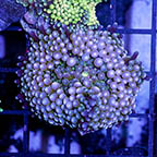 USA Cultured Ricordea Florida Mushroom (click for more detail)