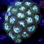 USA Cultured Zoanthus Coral (click for more detail)