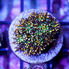 USA Cultured Galaxea Coral (click for more detail)