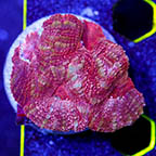 USA Cultured Bowerbanki Coral (click for more detail)