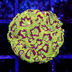 USA Cultured Favites Coral (click for more detail)