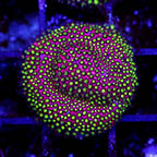 USA Cultured Electric Daisy Stylocoeniella Coral (click for more detail)