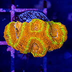 USA Cultured Acan Lord Coral (click for more detail)