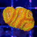 USA Cultured Acan Lord Coral (click for more detail)