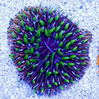 Short Tentacle Plate Coral (click for more detail)