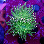USA Cultured Torch Coral (click for more detail)