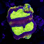 USA Cultured Goniastrea Coral (click for more detail)